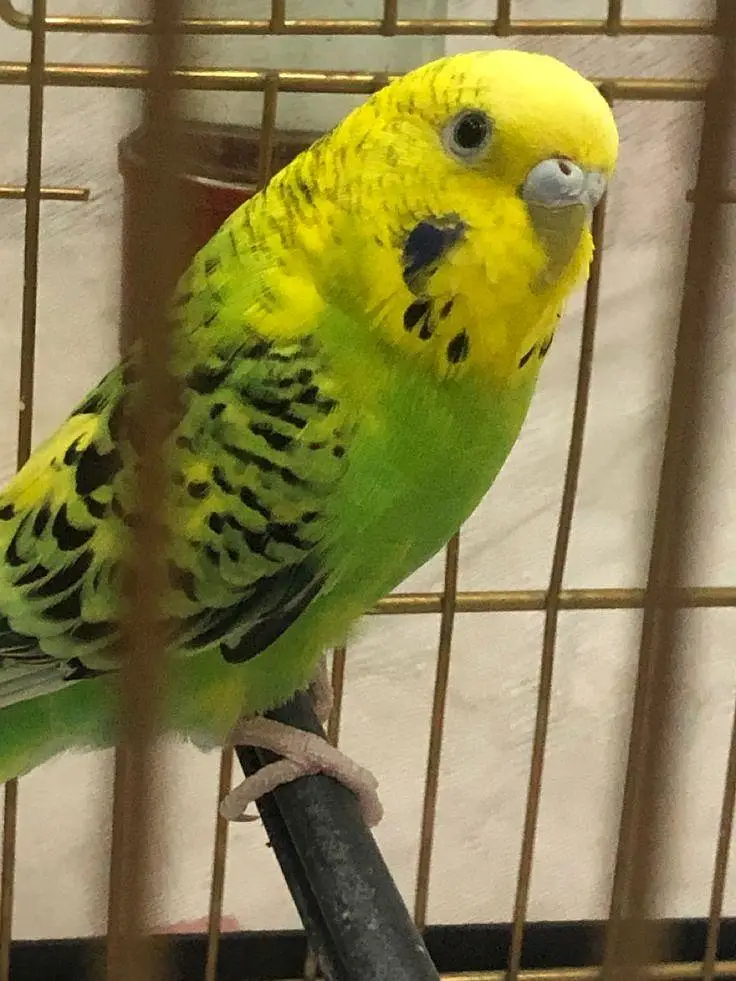 Budgies jawa Finch cocktails All birds available — photo 5