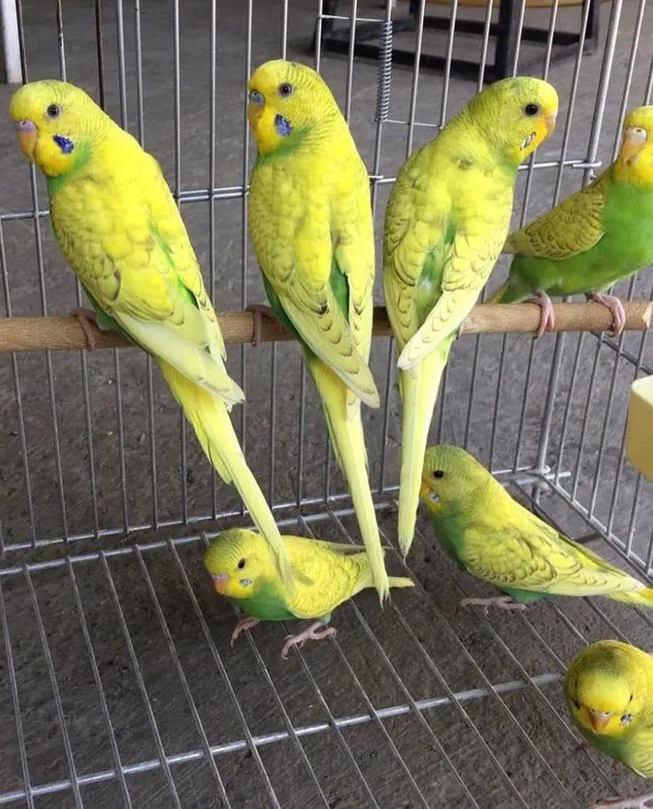 Budgies jawa Finch cocktails All birds available — photo 6