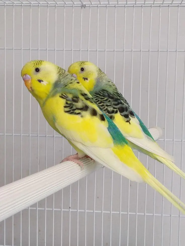 Budgies jawa Finch cocktails All birds available — photo 7