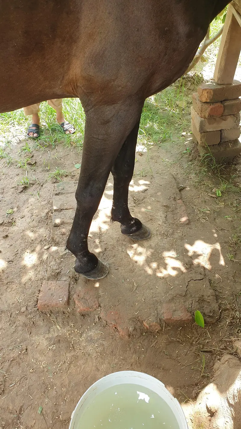 ghori for sale — photo 2