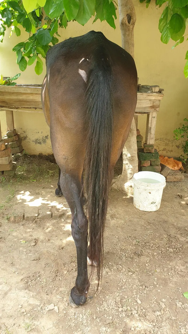 ghori for sale — photo 3