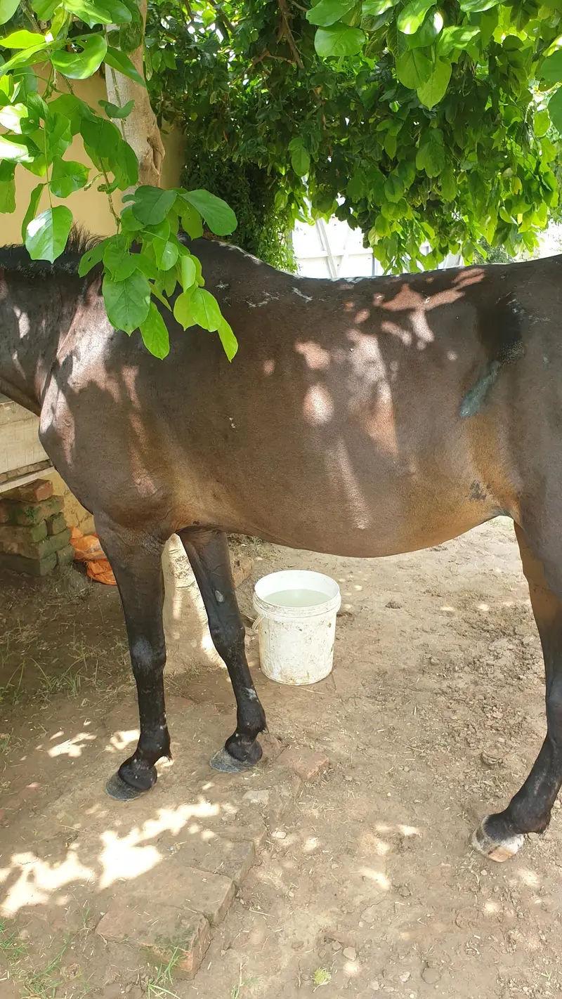 ghori for sale — photo 4