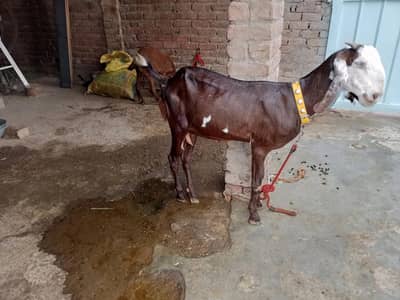 Desi bakri