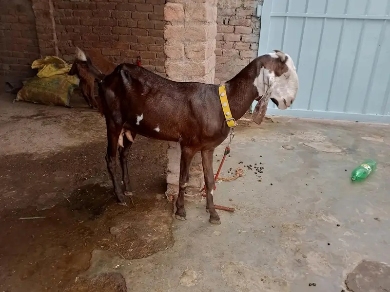 Desi bakri — photo 2
