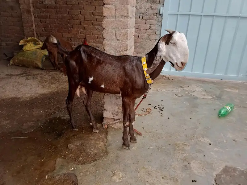 Desi bakri — photo 3