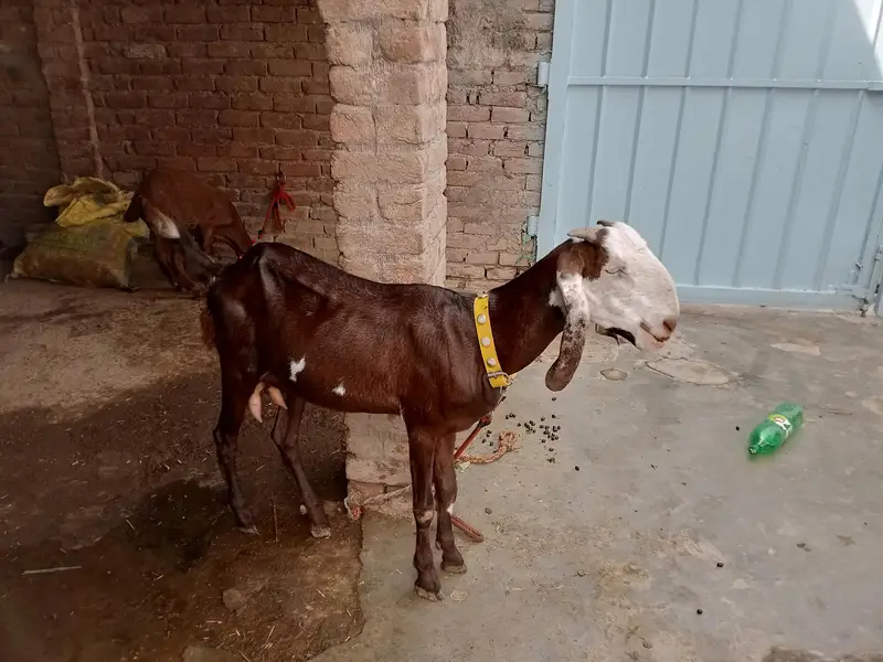 Desi bakri — photo 4