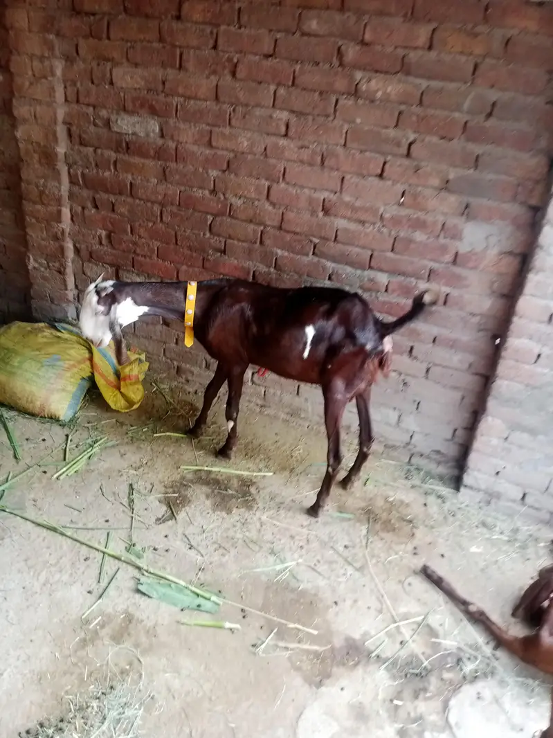 Desi bakri — photo 5