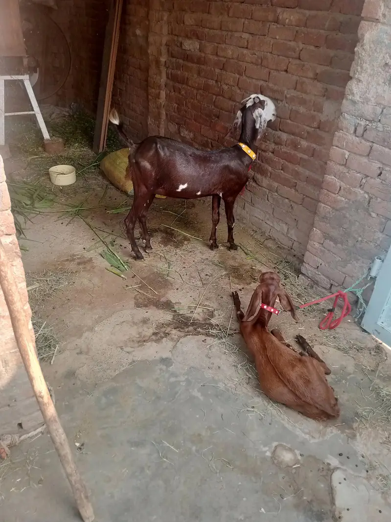 Desi bakri — photo 6