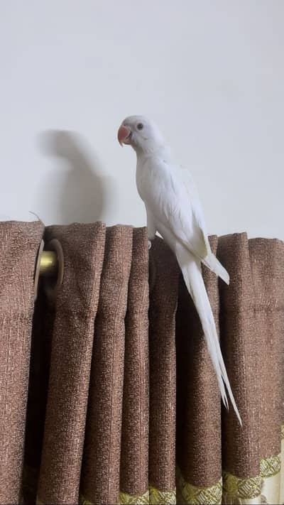 Yellow and white ringneck