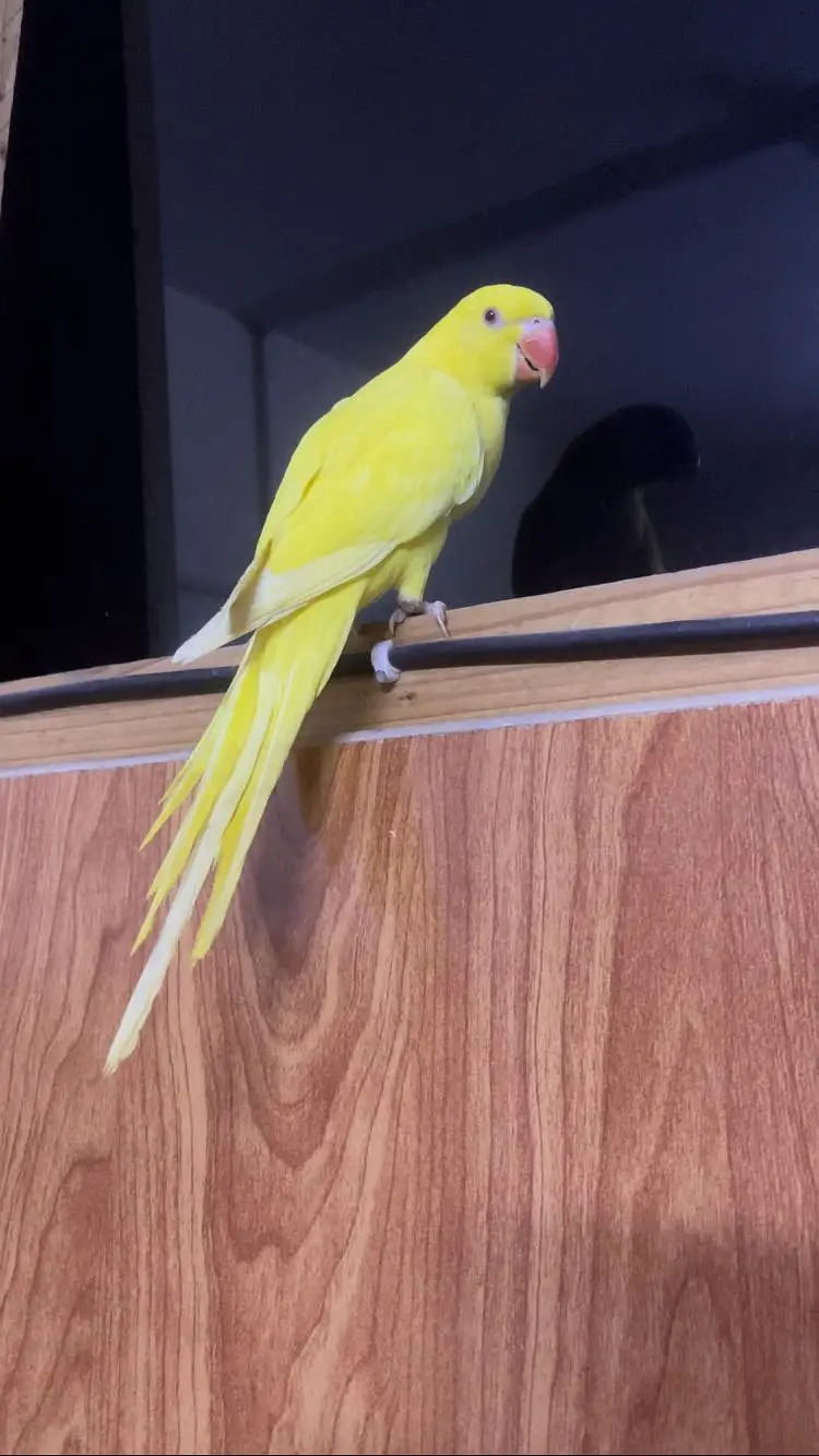 Yellow and white ringneck — photo 2