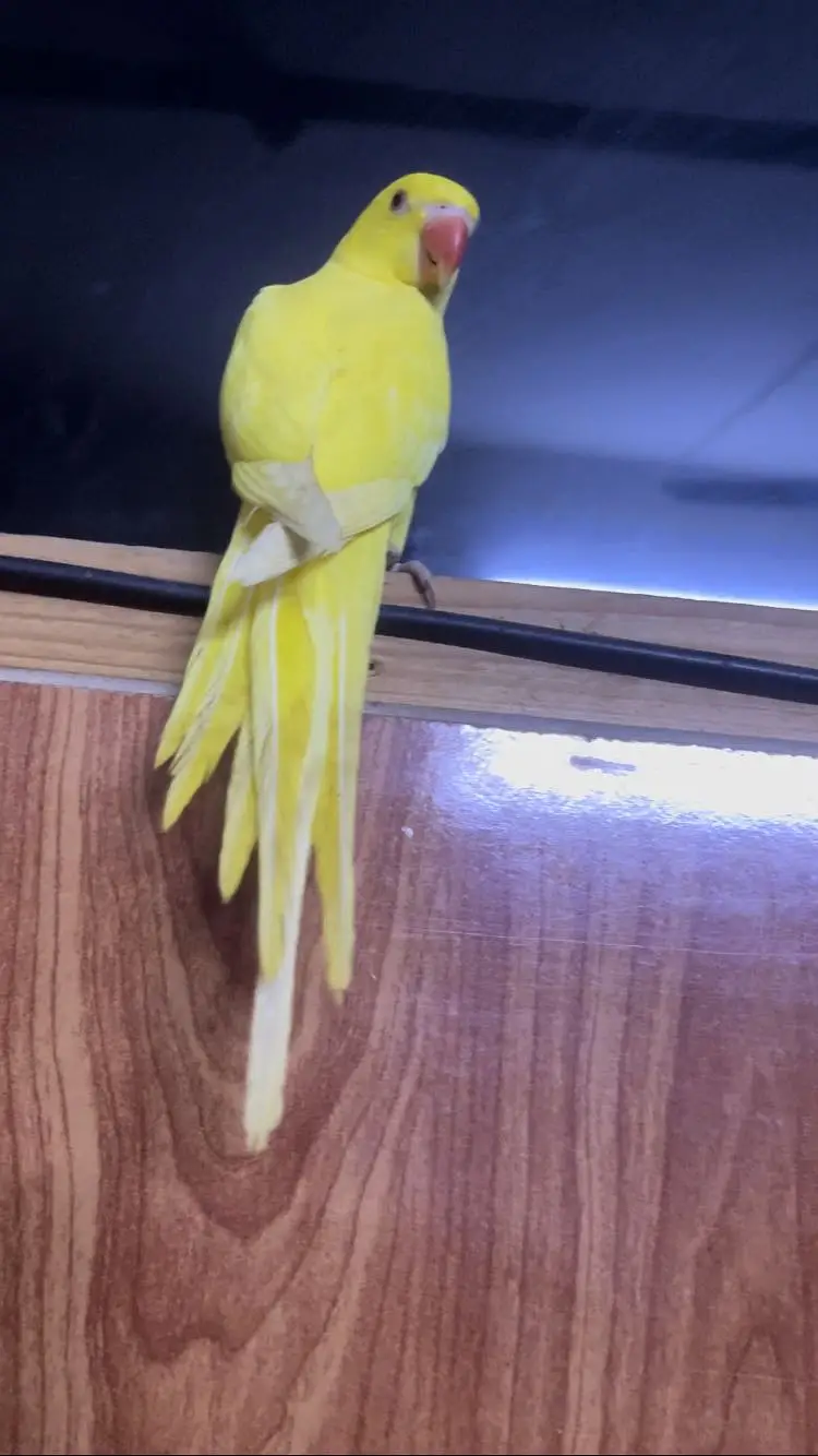 Yellow and white ringneck — photo 3