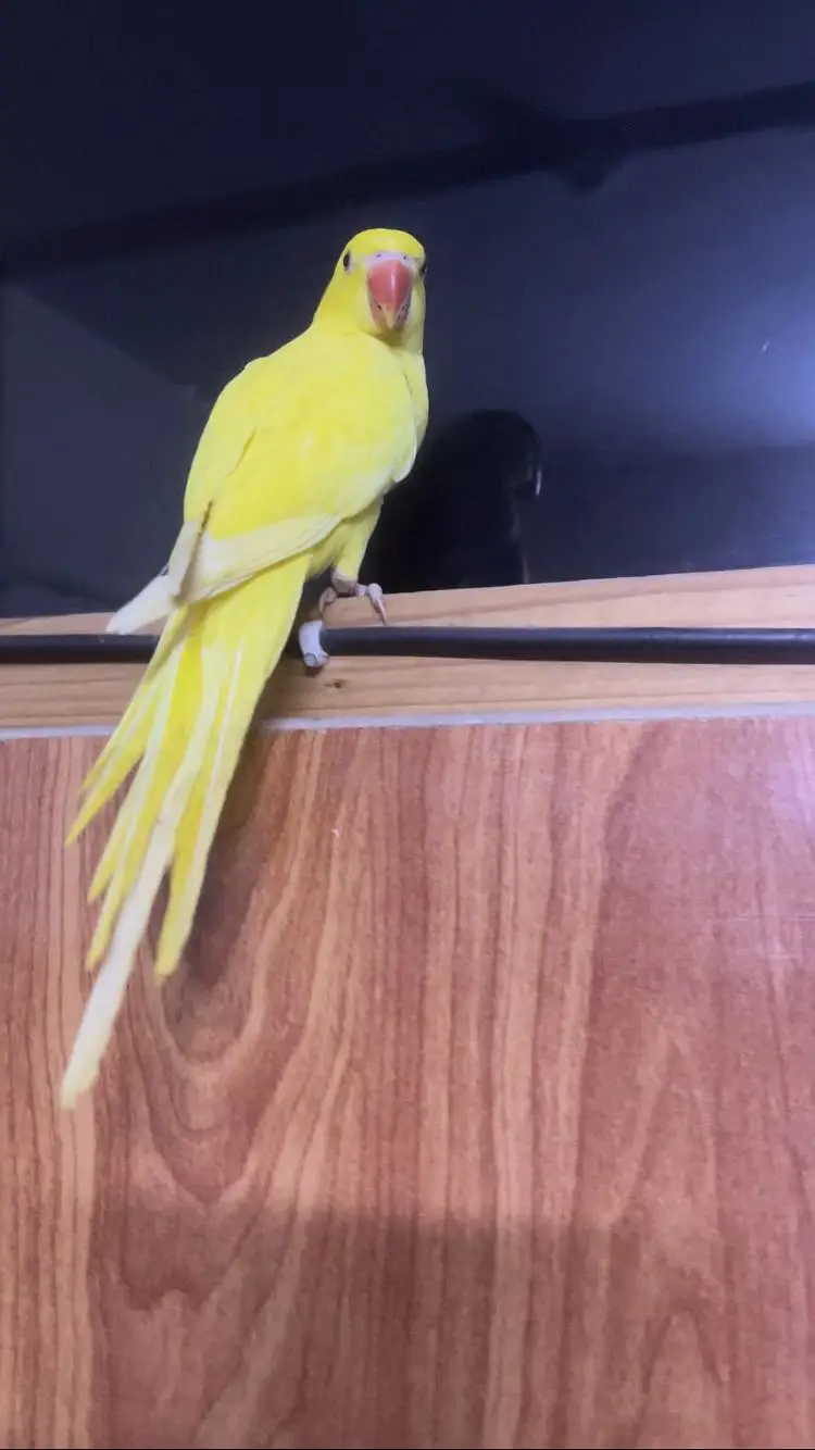 Yellow and white ringneck — photo 4