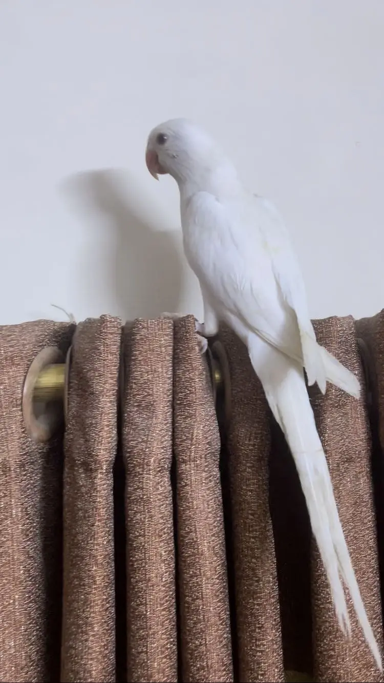 Yellow and white ringneck — photo 5