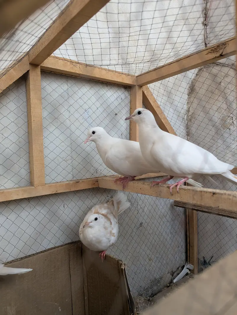 white red eyes pair 2males & 3 fe-males Dove Birds