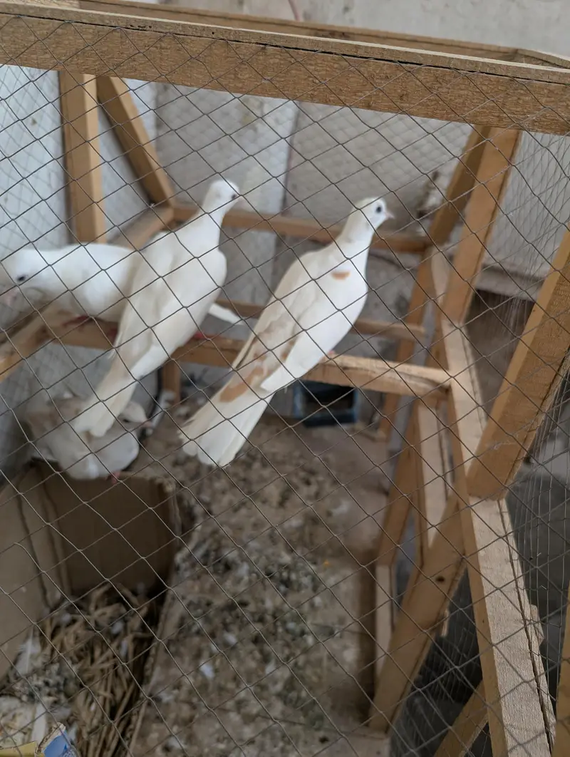 white red eyes pair 2males & 3 fe-males Dove Birds — photo 2