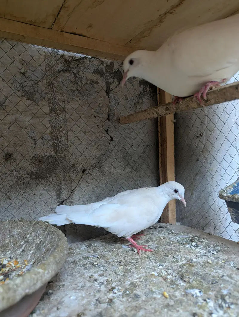 white red eyes pair 2males & 3 fe-males Dove Birds — photo 3