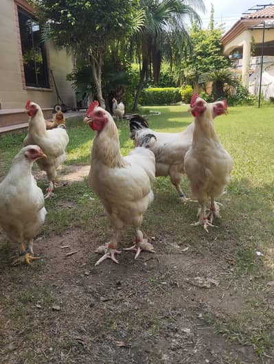 white buff×light Sussex heritage chickens|heavy and active|03409062402