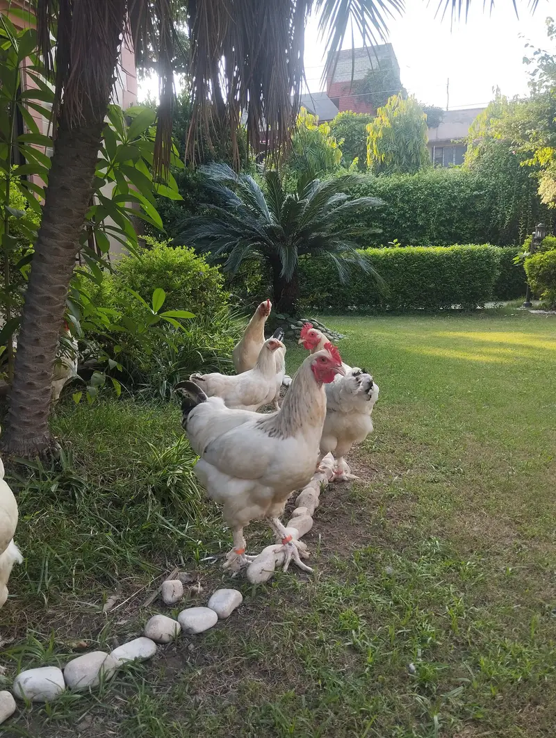 white buff×light Sussex heritage chickens|heavy and active|03409062402 — photo 2