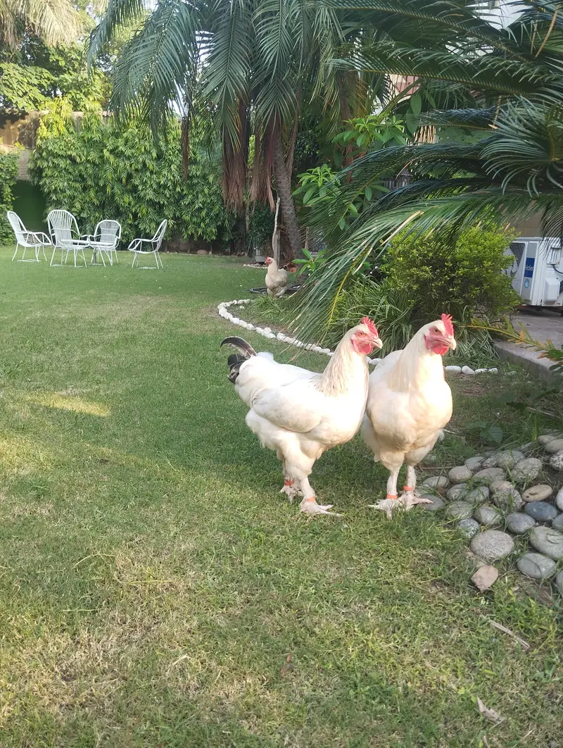 white buff×light Sussex heritage chickens|heavy and active|03409062402 — photo 3