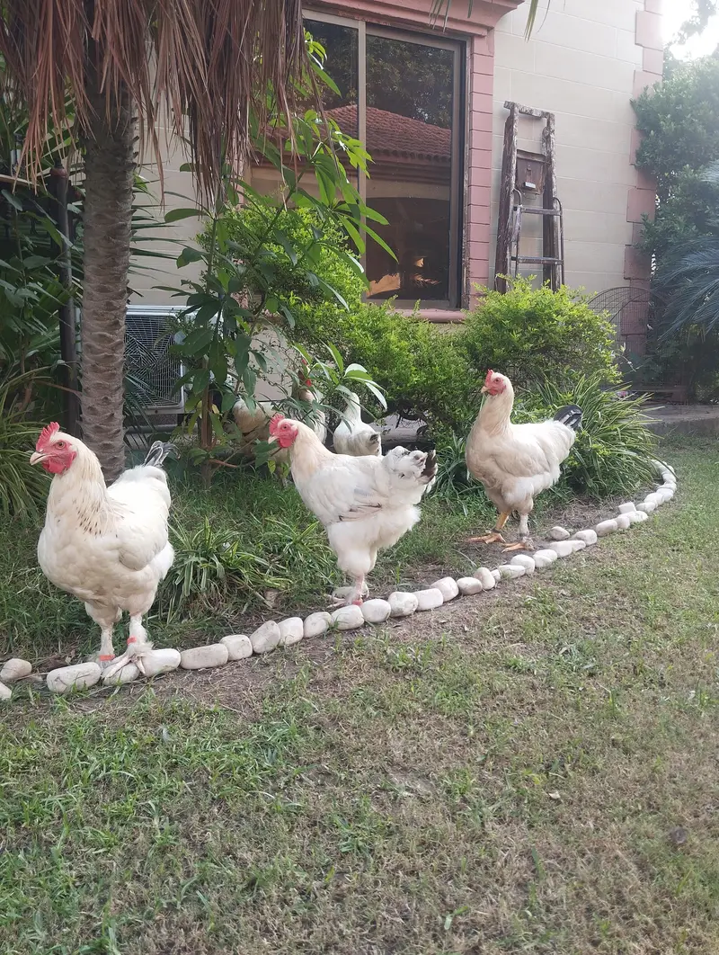 white buff×light Sussex heritage chickens|heavy and active|03409062402 — photo 6