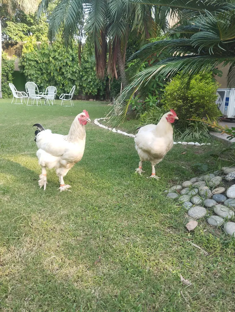 white buff×light Sussex heritage chickens|heavy and active|03409062402 — photo 7