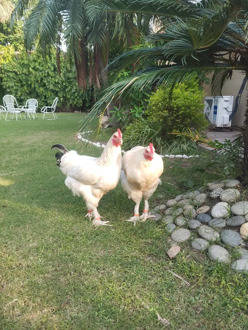 white buff×light Sussex heritage chickens|heavy and active|03409062402 — photo 8
