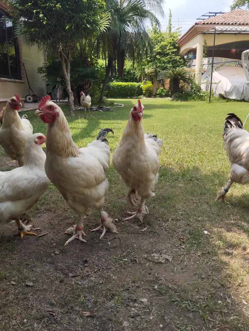 white buff×light Sussex heritage chickens|heavy and active|03409062402 — photo 9