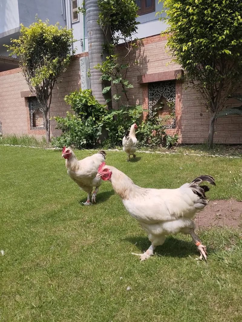 white buff×light Sussex heritage chickens|heavy and active|03409062402 — photo 10