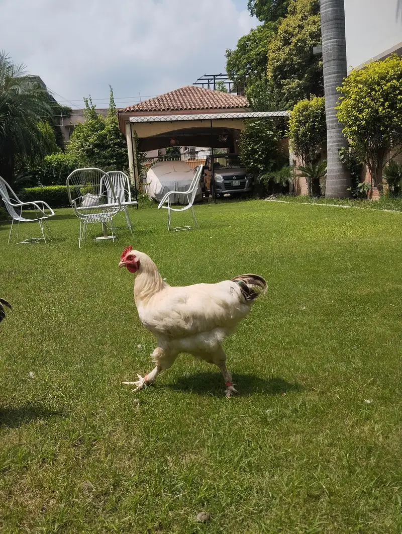 white buff×light Sussex heritage chickens|heavy and active|03409062402 — photo 11