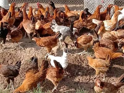 golden misri hens