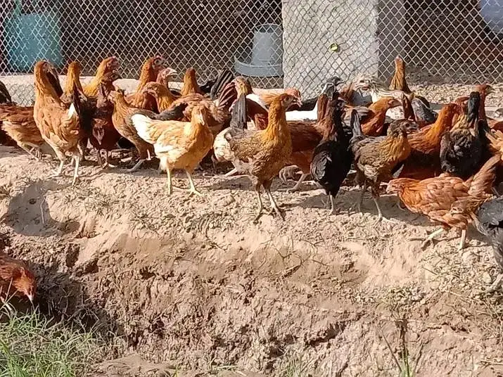 golden misri hens — photo 2