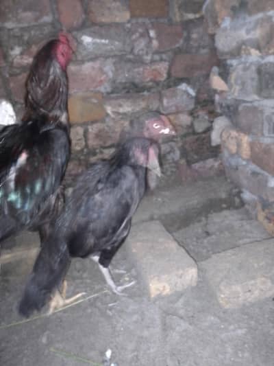 Black Aseel madi for sale ha