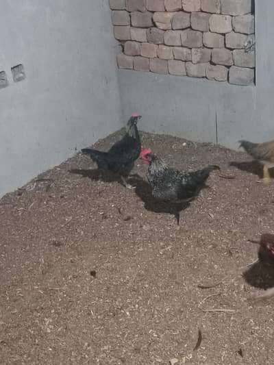 Healthy active desi murghay for sale