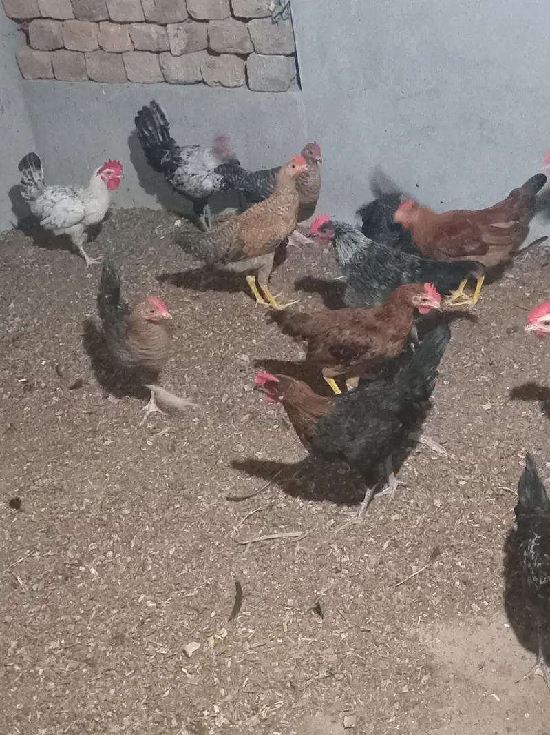 Healthy active desi murghay for sale — photo 2
