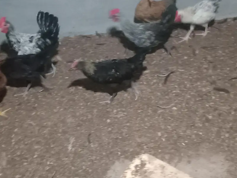 Healthy active desi murghay for sale — photo 3