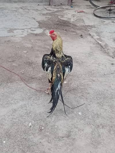 aseel phatta for sale