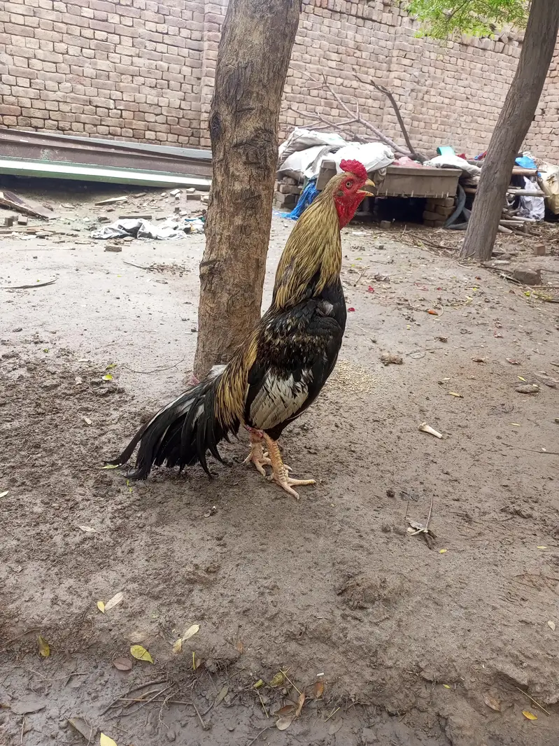 aseel phatta for sale — photo 2