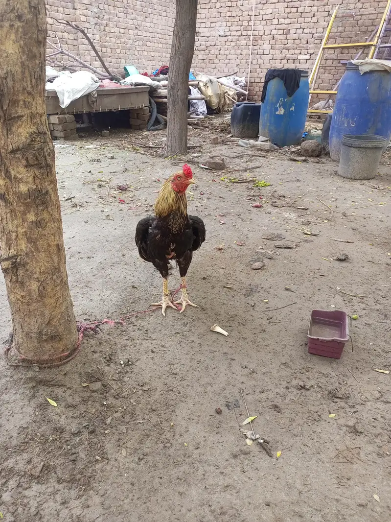 aseel phatta for sale — photo 3