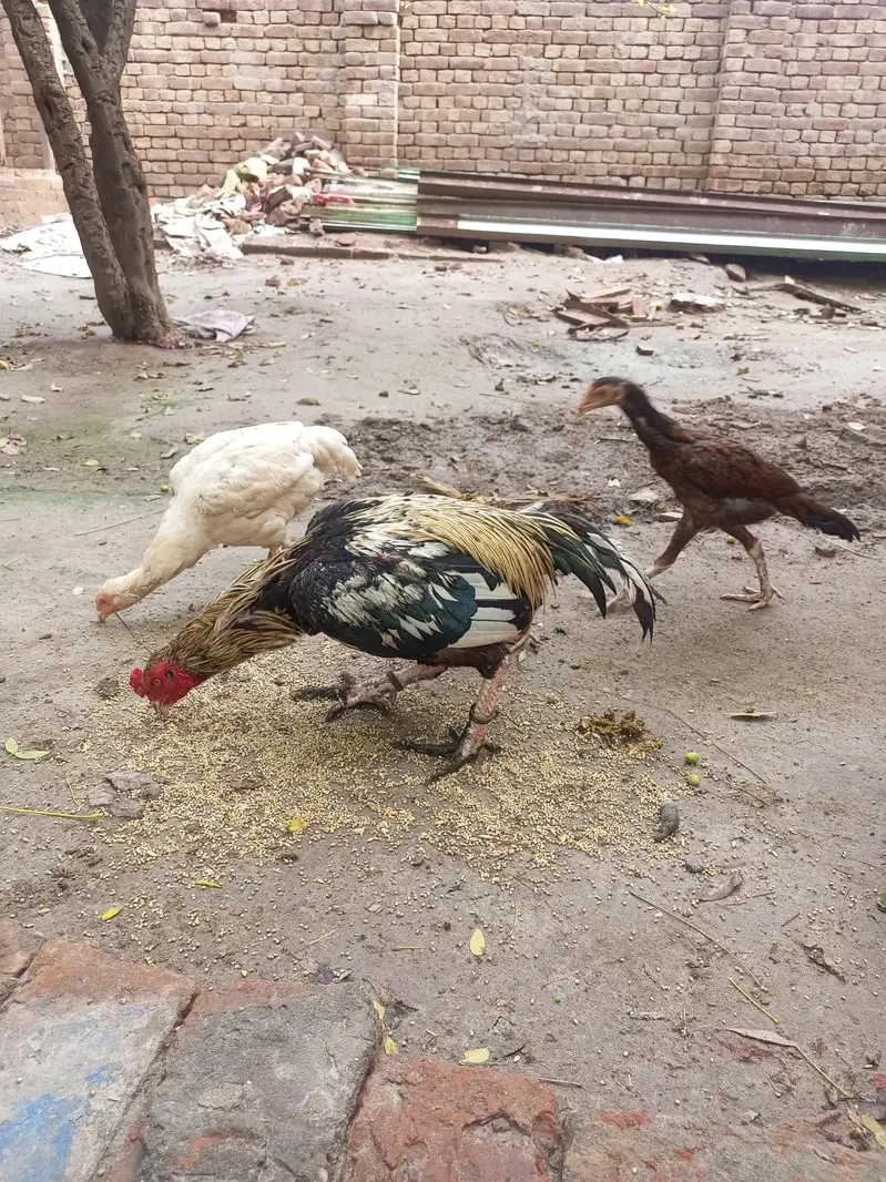 aseel phatta for sale — photo 4