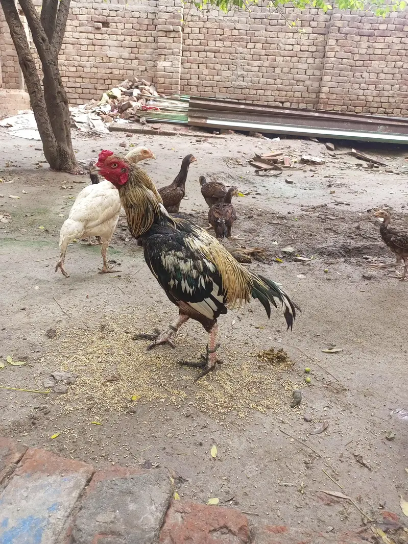 aseel phatta for sale — photo 5