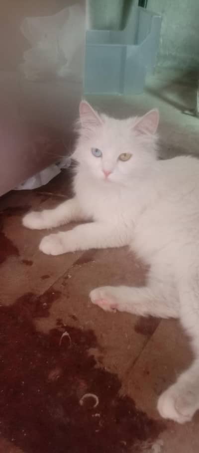 1pair and 1 female kitten and 3 10 days baby