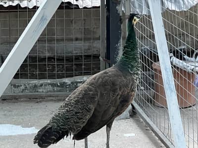 Indian blue peafowl for sale