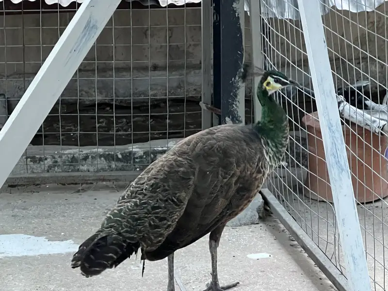 Indian blue peafowl for sale — photo 2