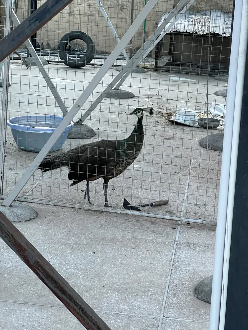 Indian blue peafowl for sale — photo 3