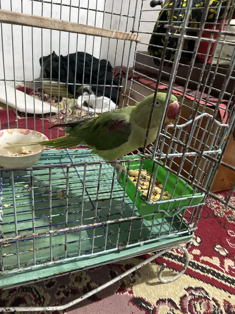 Kashmiri tota — photo 4