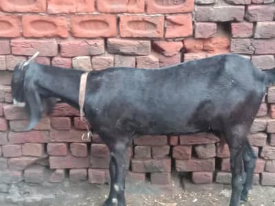 batal bakri