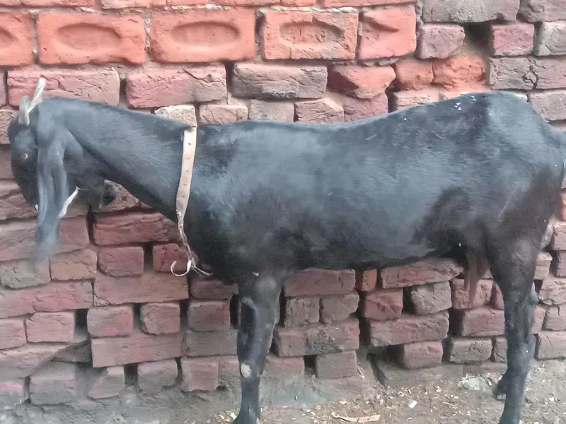 batal bakri — photo 2