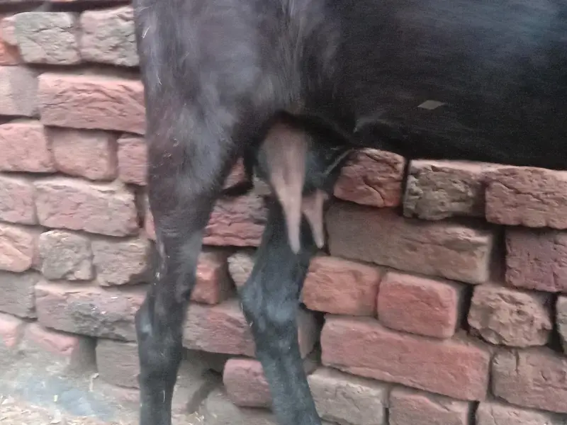 batal bakri — photo 3