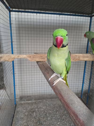 Kashmiri Raw Breeder Parrots Pair Healthy and Beautiful For Sale Pair