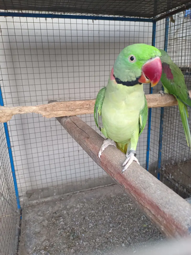 Kashmiri Raw Breeder Parrots Pair Healthy and Beautiful For Sale Pair — photo 2